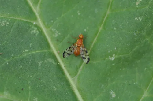 Acidia cognata - photo 2