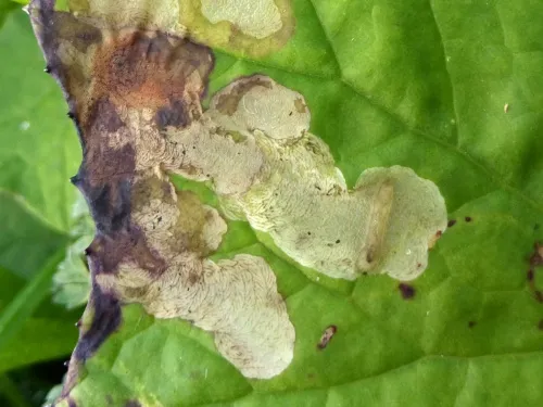 Acidia cognata - photo 3
