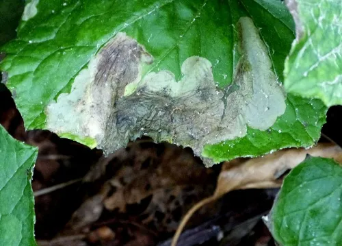 Acidia cognata - photo 4