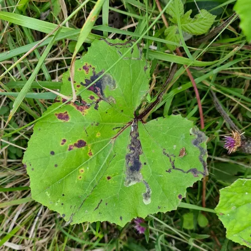 Acidia cognata - photo 6