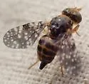 Acidogona dichromata