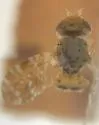Acidogona melanura
