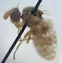 Acidogona melanura - photo 2