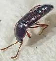 Acidota crenata - photo 5