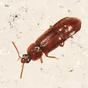 Acidota subcarinata