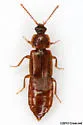 Acidota subcarinata - photo 4