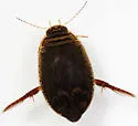 Acilius abbreviatus