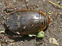 Acilius abbreviatus - photo 2