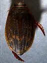 Acilius abbreviatus - photo 3