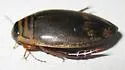 Acilius abbreviatus - photo 4