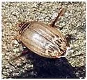 Acilius abbreviatus - photo 5