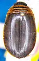 Acilius athabascae