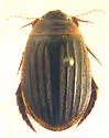 Acilius athabascae - photo 3