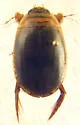 Acilius athabascae - photo 4