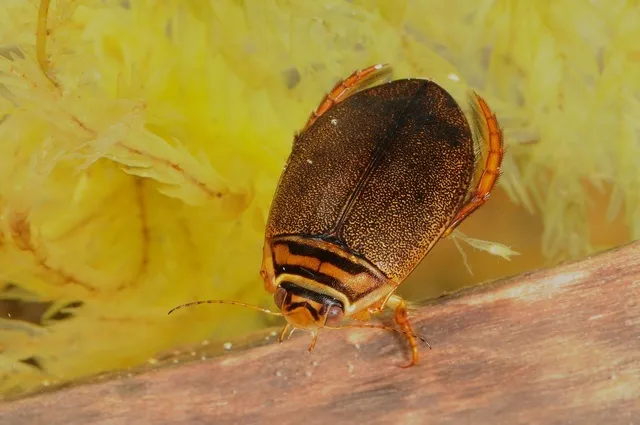 scarce lesser diving beetle - photo 3
