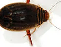 Acilius confusus