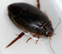 Acilius confusus - photo 3