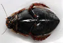 Acilius confusus - photo 4