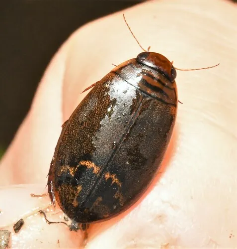 Acilius fraternus