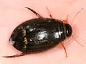 Acilius semisulcatus