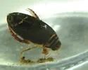 Acilius semisulcatus - photo 2