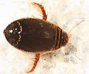 Acilius semisulcatus - photo 4