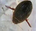 Acilius semisulcatus - photo 5
