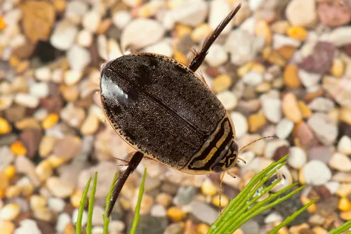 Acilius sulcatus