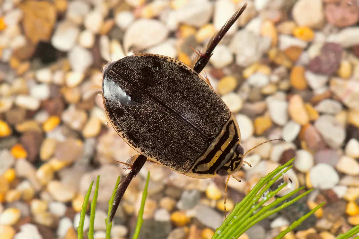 Acilius sulcatus - photo 3