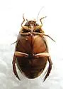 Acilius sylvanus - photo 2