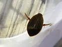 Acilius sylvanus - photo 4