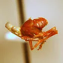 Acinaca lurida