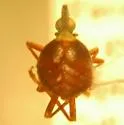 Acinaca lurida - photo 2