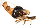 Acinaca lurida - photo 3