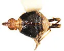 Acinaca lurida - photo 4