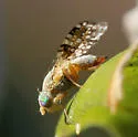 Sourbush Seed Fly