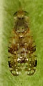 Sourbush Seed Fly - photo 2