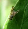 Sourbush Seed Fly - photo 3