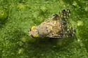 Sourbush Seed Fly - photo 4