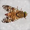 Sourbush Seed Fly - photo 5