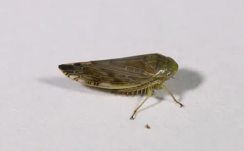 Acinopterus acuminatus