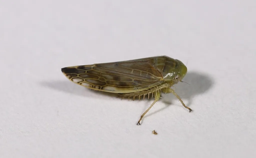 Acinopterus acuminatus - photo 2