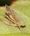 Angulate Leafhopper - Acinopterus angulatus