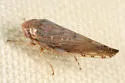 Angulate Leafhopper - photo 2