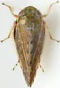Angulate Leafhopper - photo 3