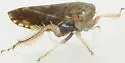 Angulate Leafhopper - photo 4