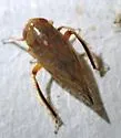 Angulate Leafhopper - photo 5