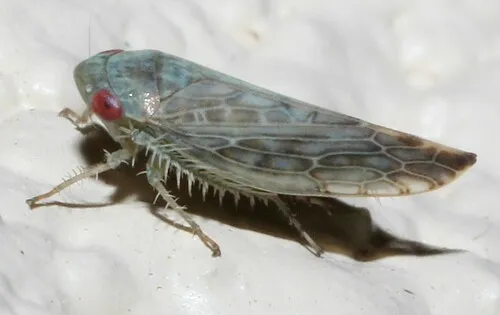 Acinopterus inornatus