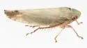 Acinopterus productus - Acinopterus productus