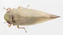 Acinopterus productus - photo 2